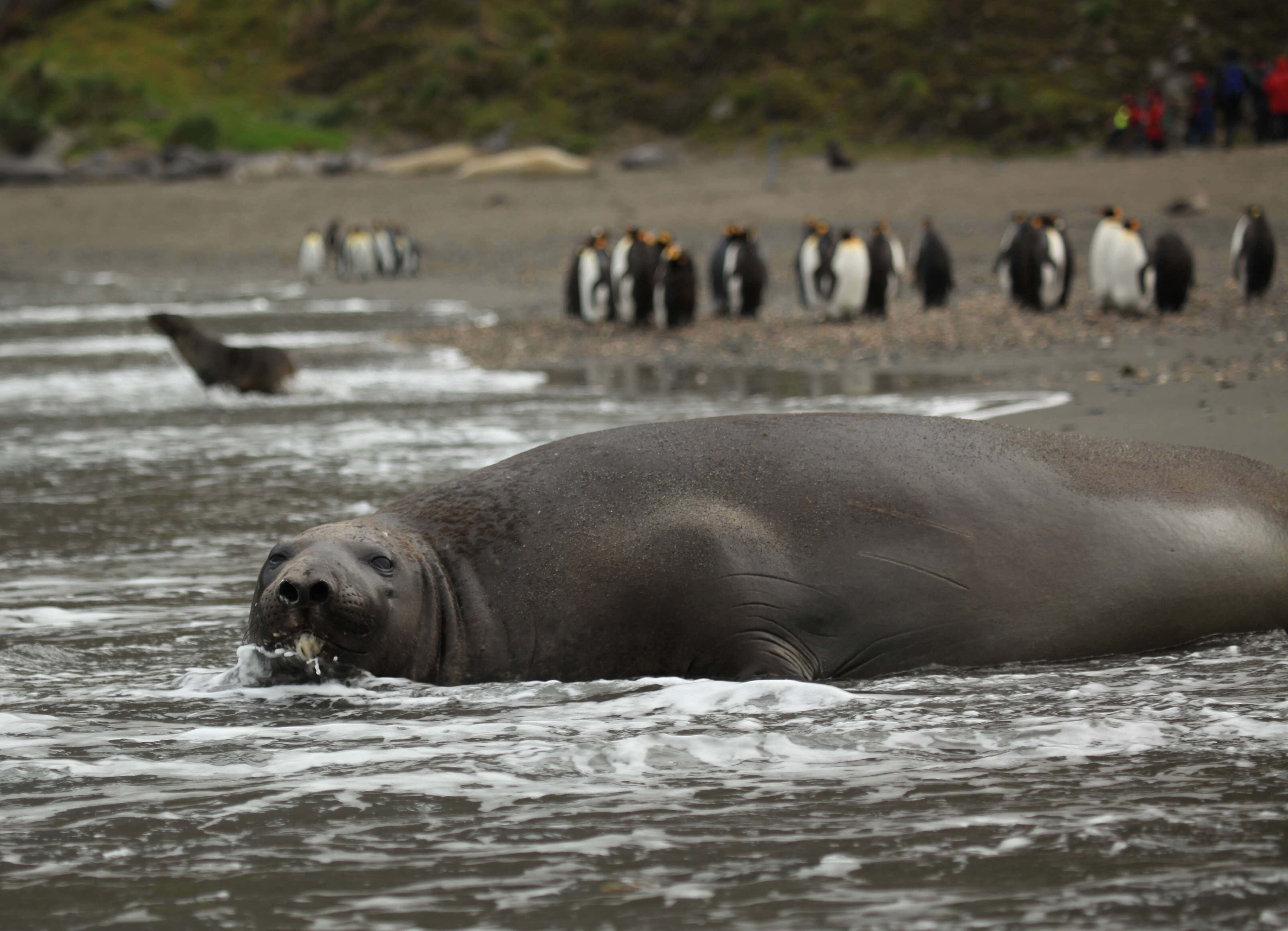 Image of South Atlantic Elephant-seal