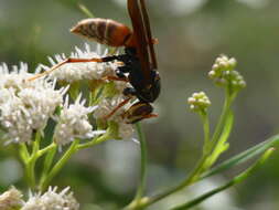 Image of Polistes buyssoni Brethes 1909