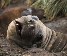 Image of South Atlantic Elephant-seal