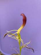 Image of Leafless tongue orchid