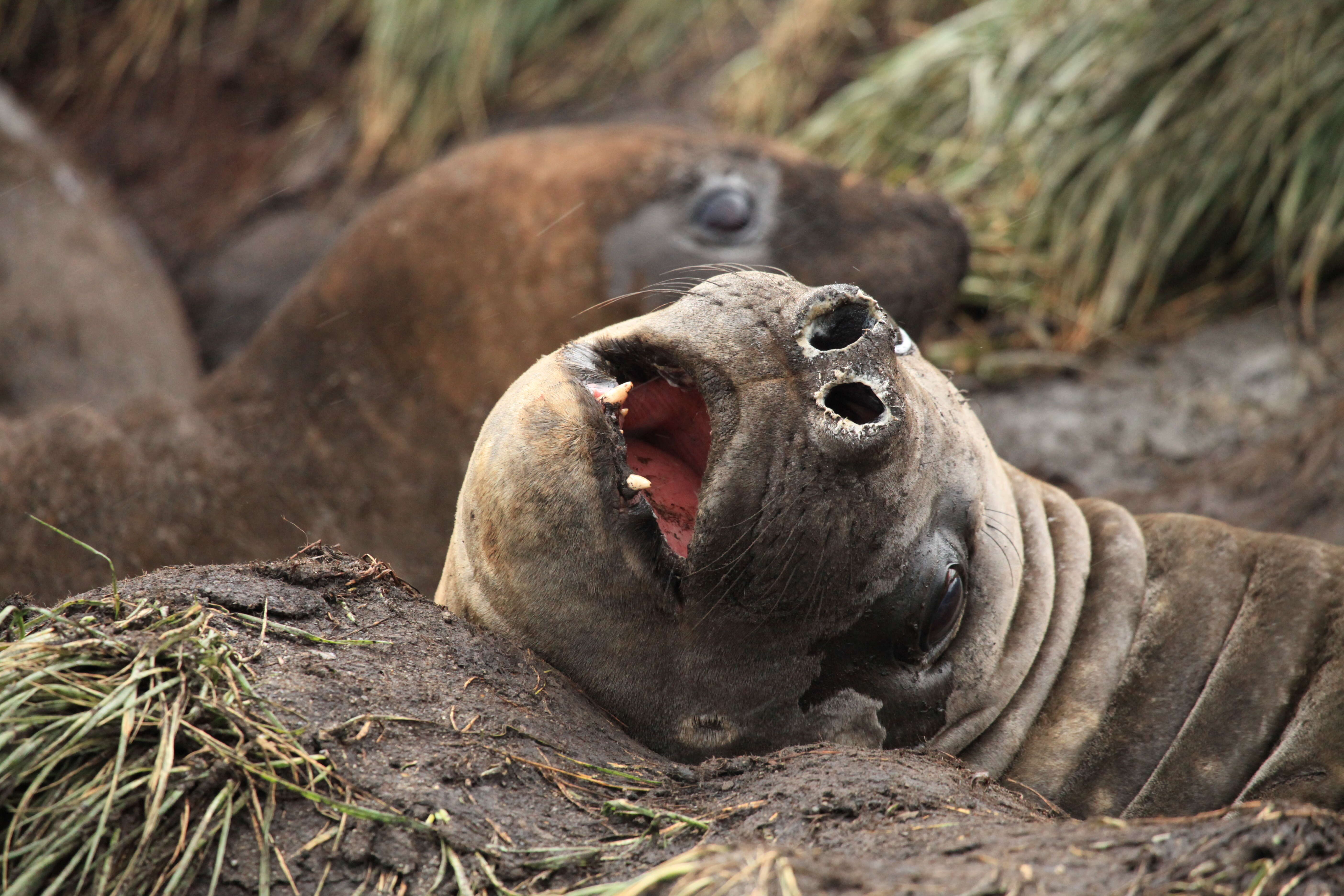 Image of South Atlantic Elephant-seal