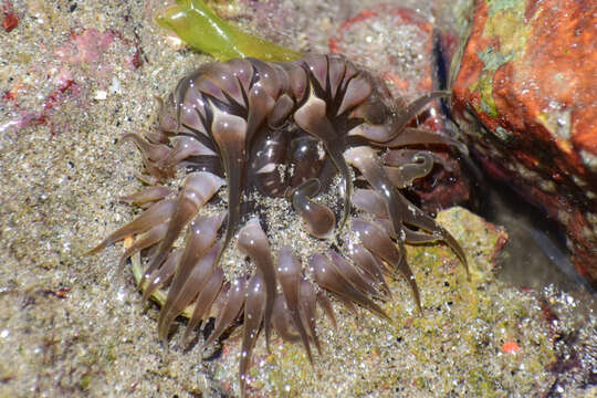 Image of Isoaulactinia hespervolita Daly 2004