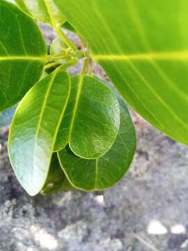 Image of Melicope madagascariensis (Baker) T. G. Hartley