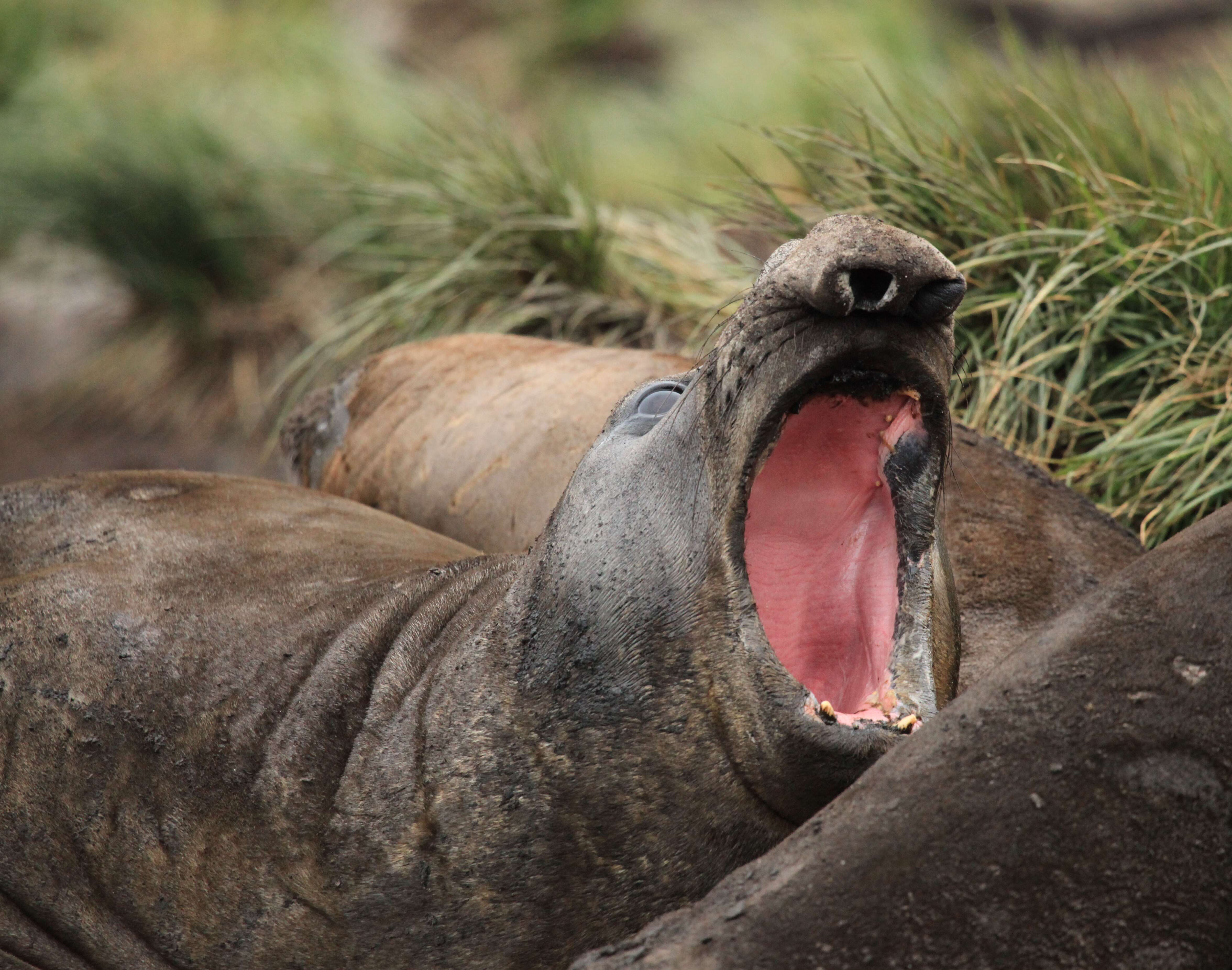 Image of South Atlantic Elephant-seal