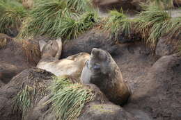 Image of South Atlantic Elephant-seal