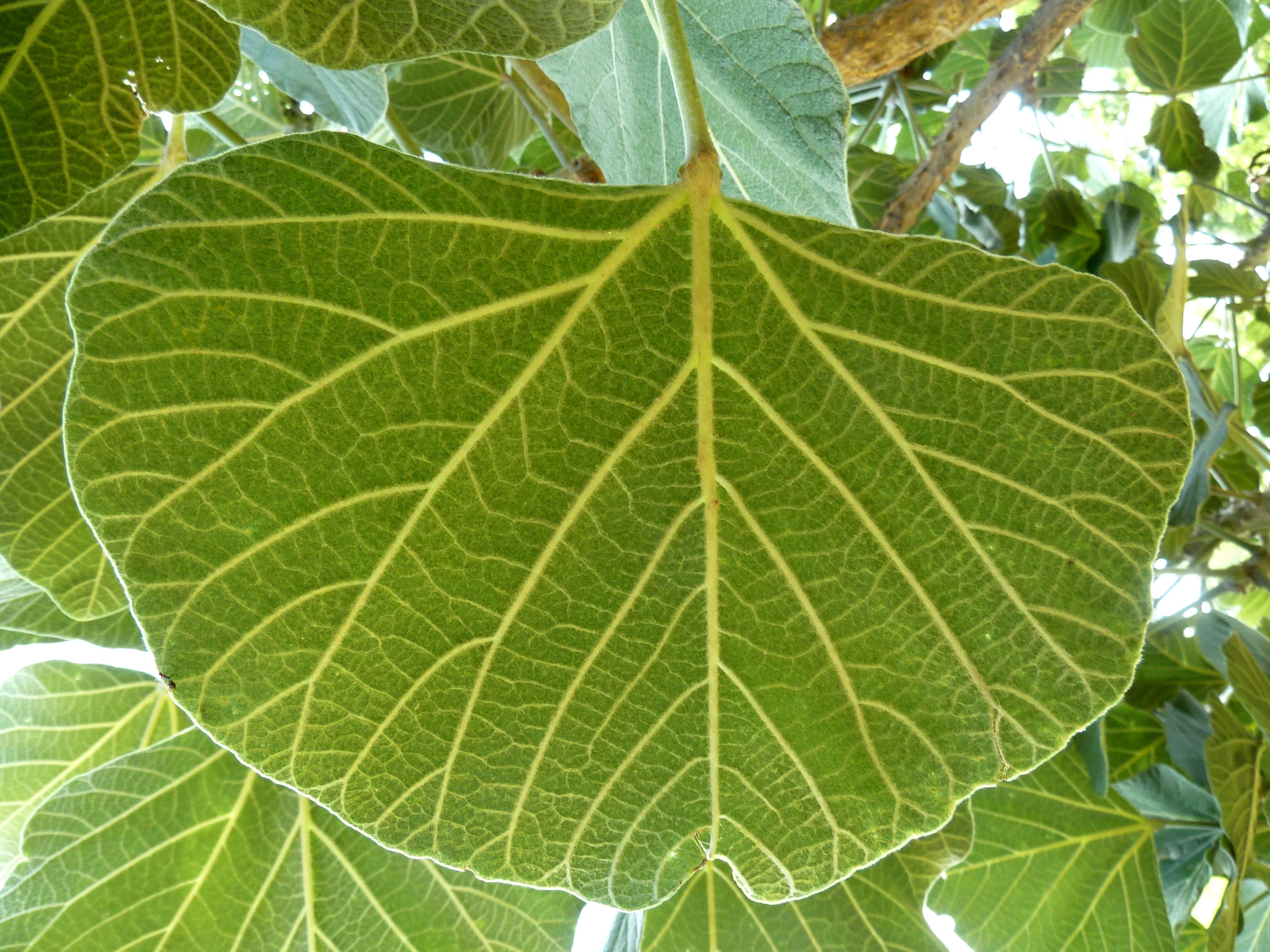 Слика од Erythrina latissima E. Mey.