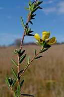 Sivun Hibbertia dispar Toelken kuva