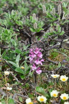 Imagem de Pedicularis langsdorffii Fisch. ex Stev.