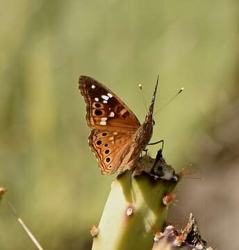 Image de Asterocampa leilia Edwards 1874