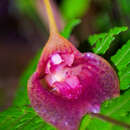 Imagem de Masdevallia angulata Rchb. fil.