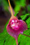 Imagem de Masdevallia angulata Rchb. fil.