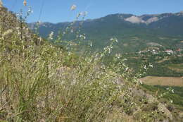 Imagem de Stachys angustifolia M. Bieb.