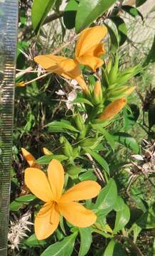 صورة Barleria prionitis subsp. delagoensis (Obermeyer) R. K. Brummitt & J. R. I. Wood