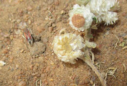 Image de Helichrysum argyrosphaerum DC.