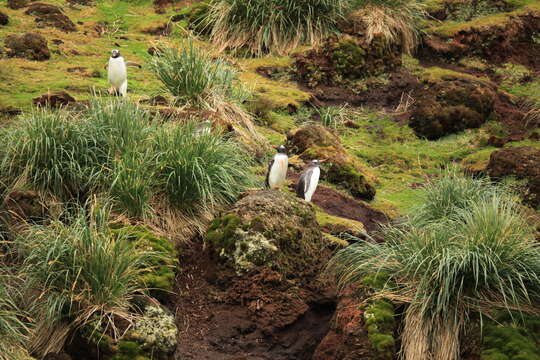 Image of Gentoo Penguin