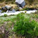 Image of white pasqueflower