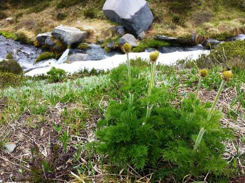 Image of white pasqueflower