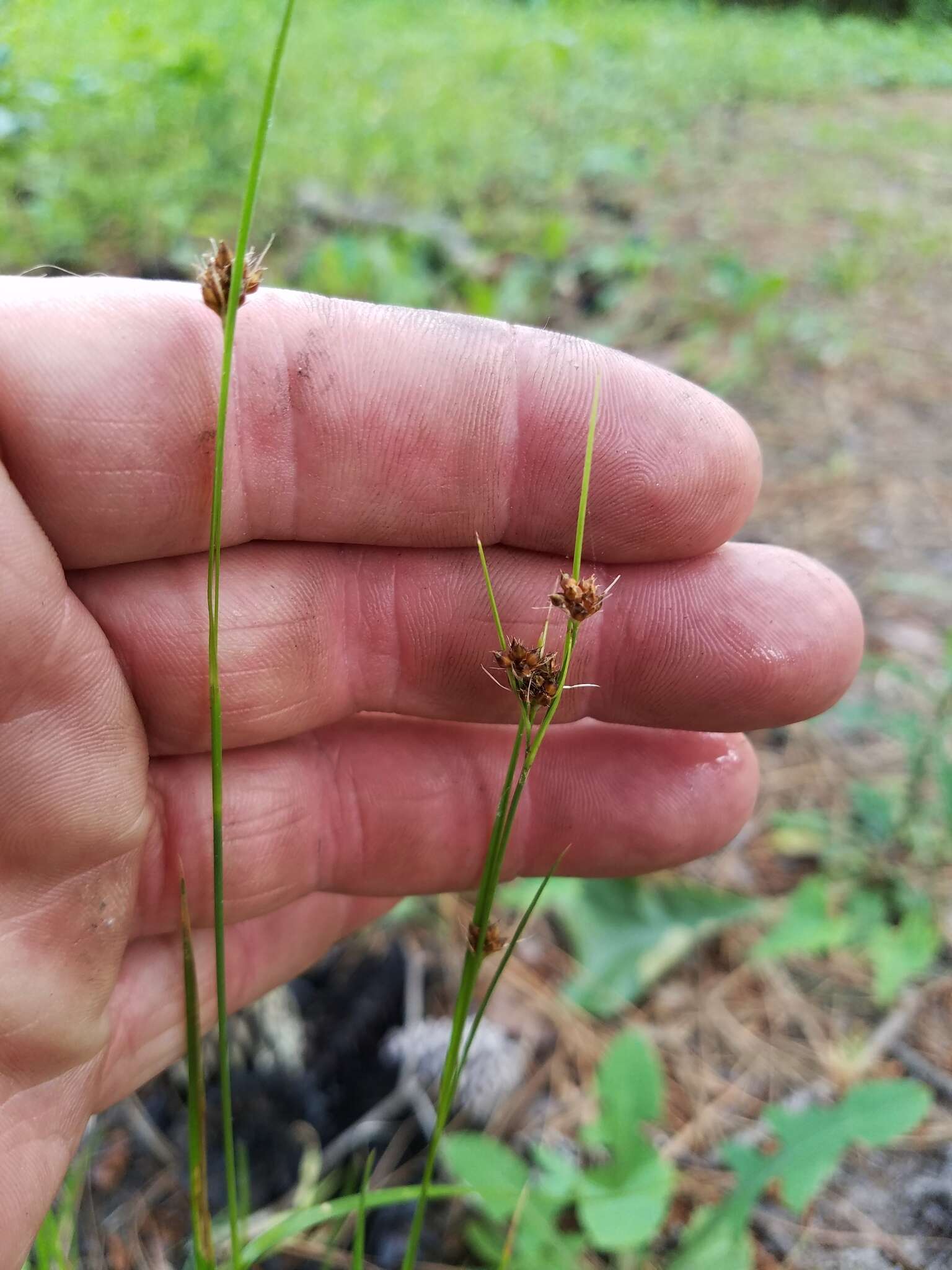 Sivun Rhynchospora harveyi W. Boott kuva