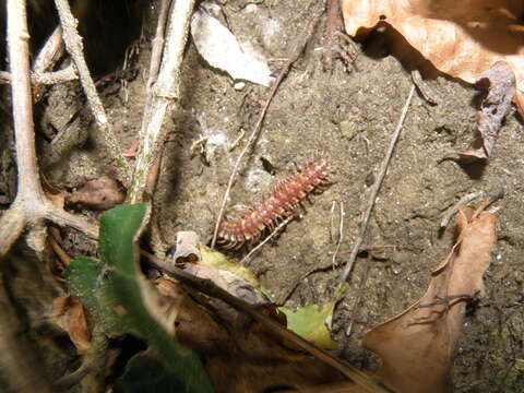 Imagem de Polydesmus complanatus illyricus Verhoeff 1898