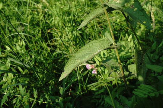 Plancia ëd Centaurea phrygia subsp. salicifolia (M. Bieb. ex Willd.) A. D. Mikheev