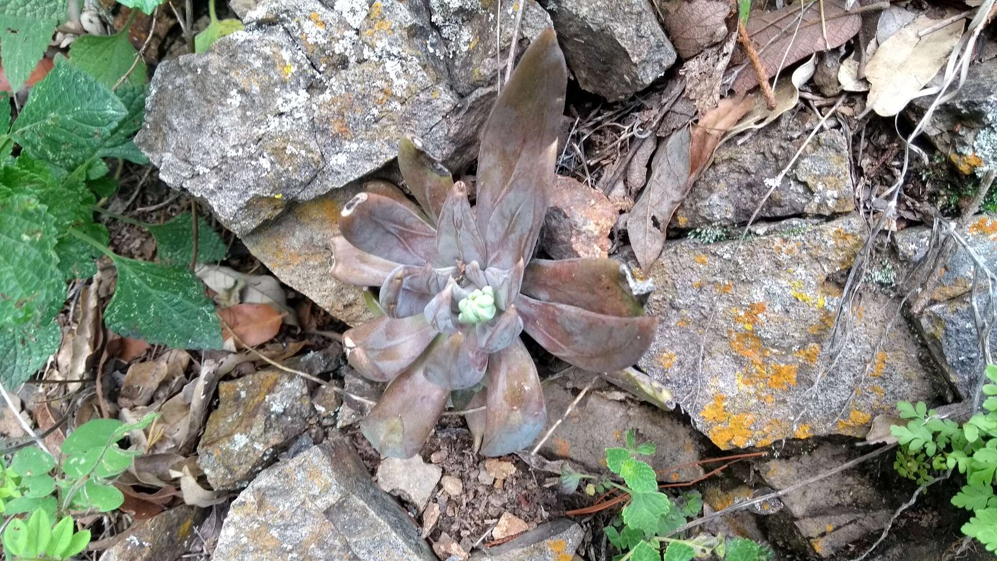 Image of Echeveria craigiana Walther