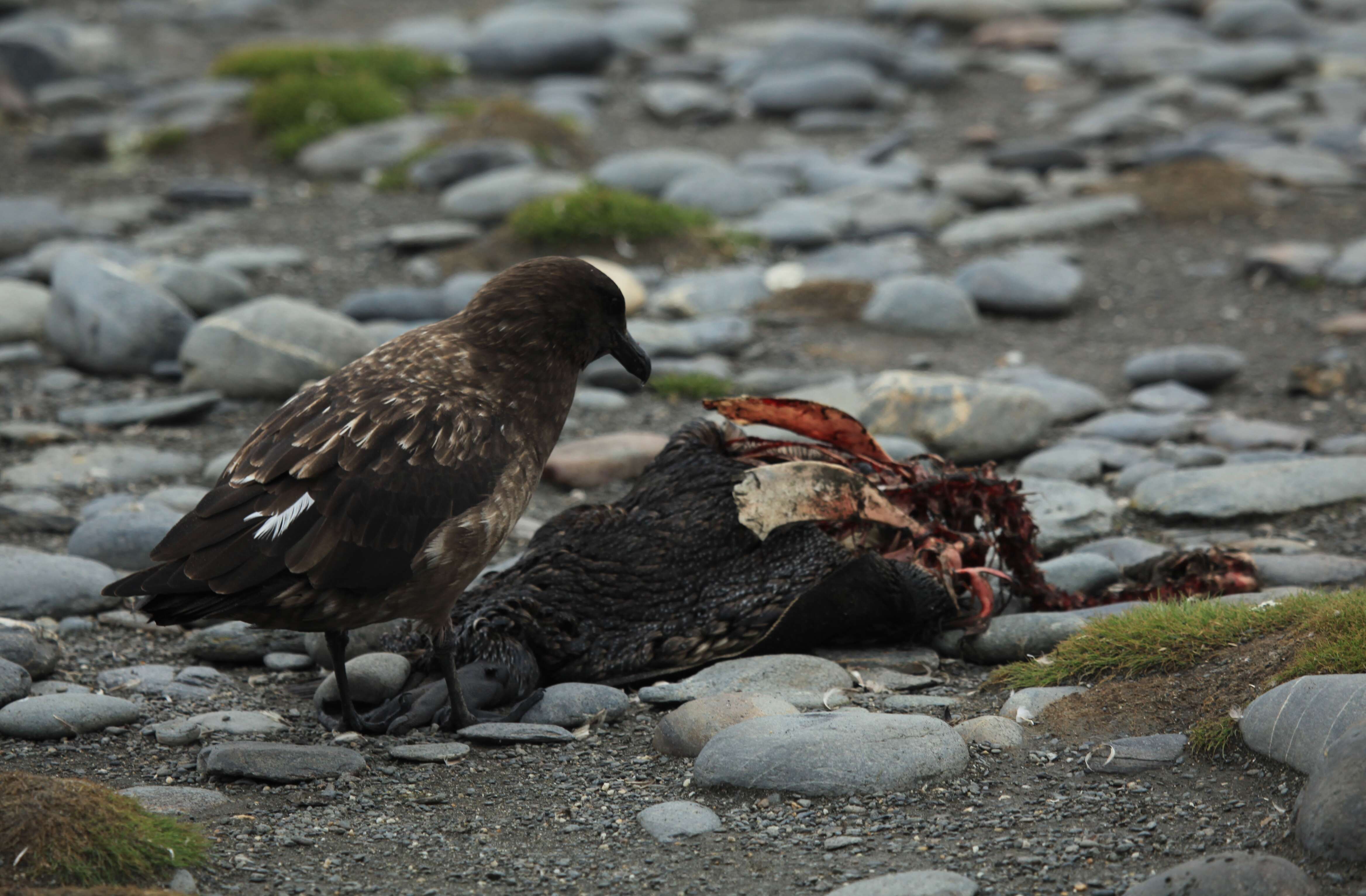 Image of Brown Skua