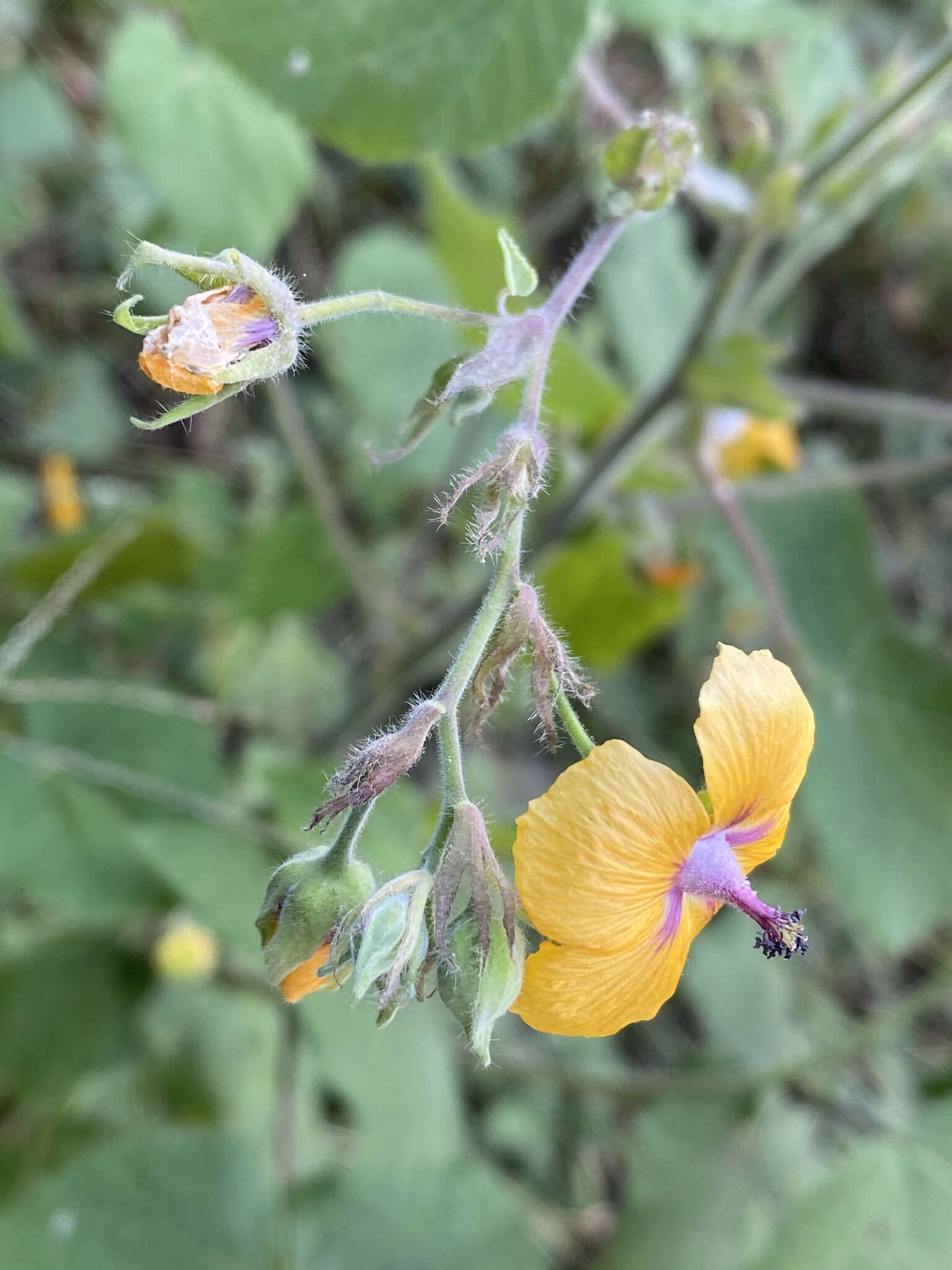 Image of Abutilon divaricatum Turcz.