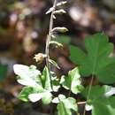 Image of Small-leaved Helleborine