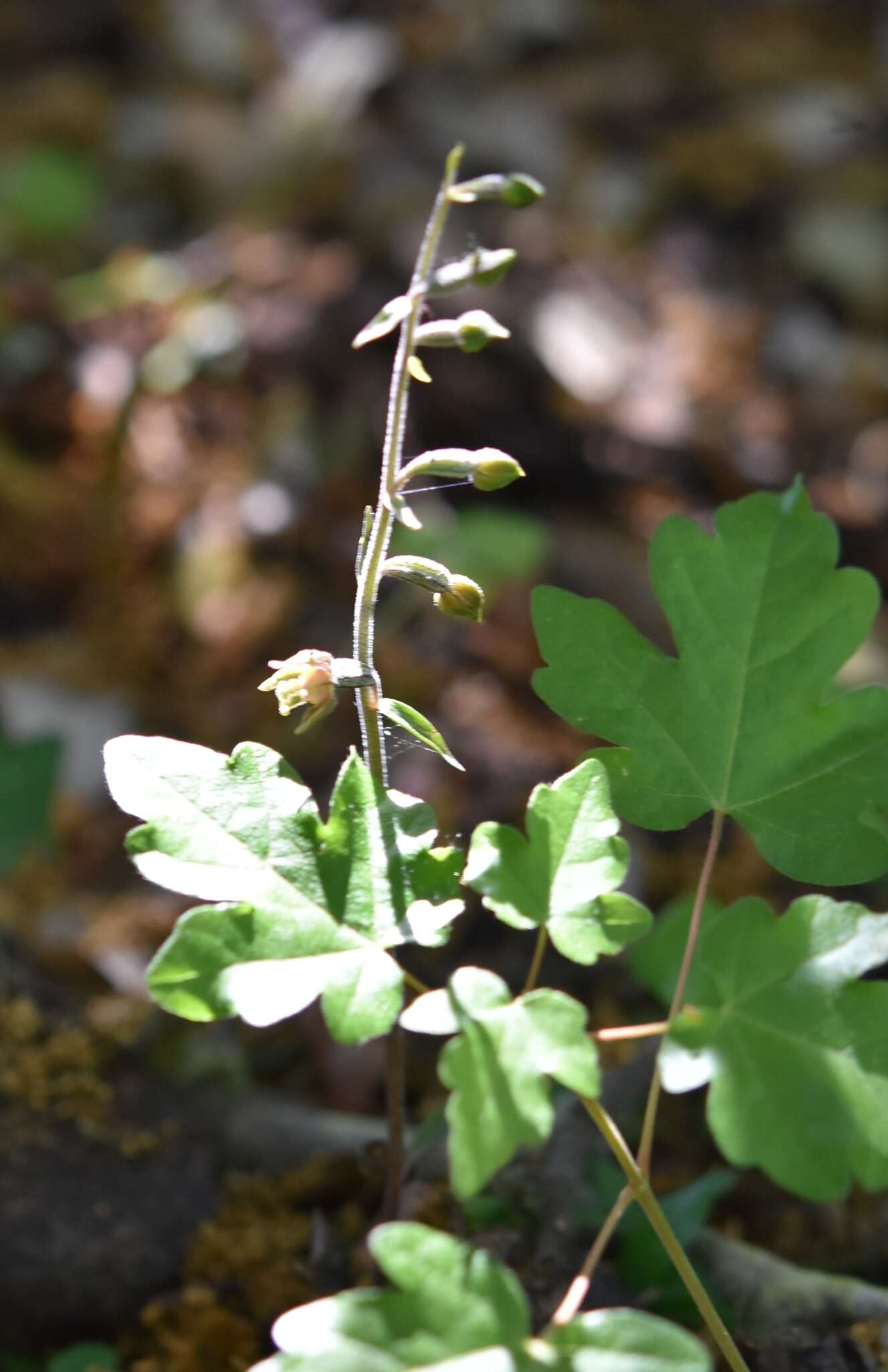 Image of Small-leaved Helleborine