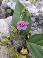 Image of Maurandya scandens (Cav.) Pers.