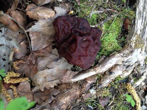 Image of Gyromitra esculenta (Pers.) Fr. 1849