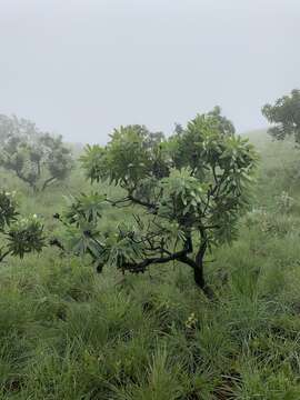 Image of African savanna sugarbush