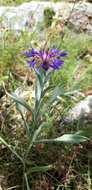 Image of Centaurea fuscomarginata (K. Koch) Juz.