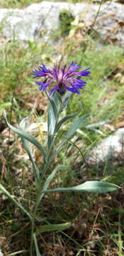 Слика од Centaurea fuscomarginata (K. Koch) Juz.