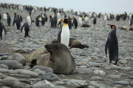 Image of South Atlantic Elephant-seal