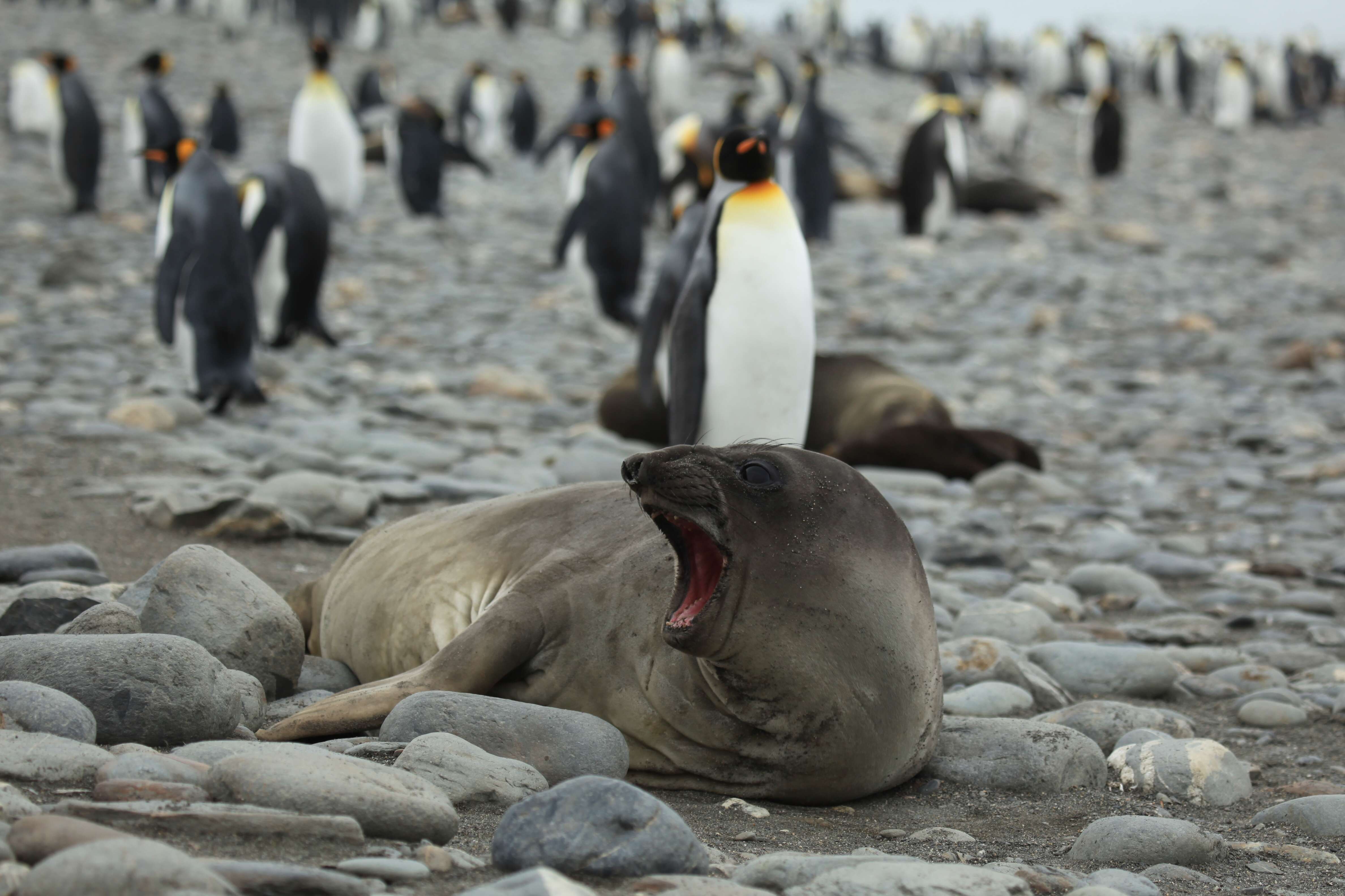 Image of South Atlantic Elephant-seal