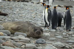 Image of South Atlantic Elephant-seal