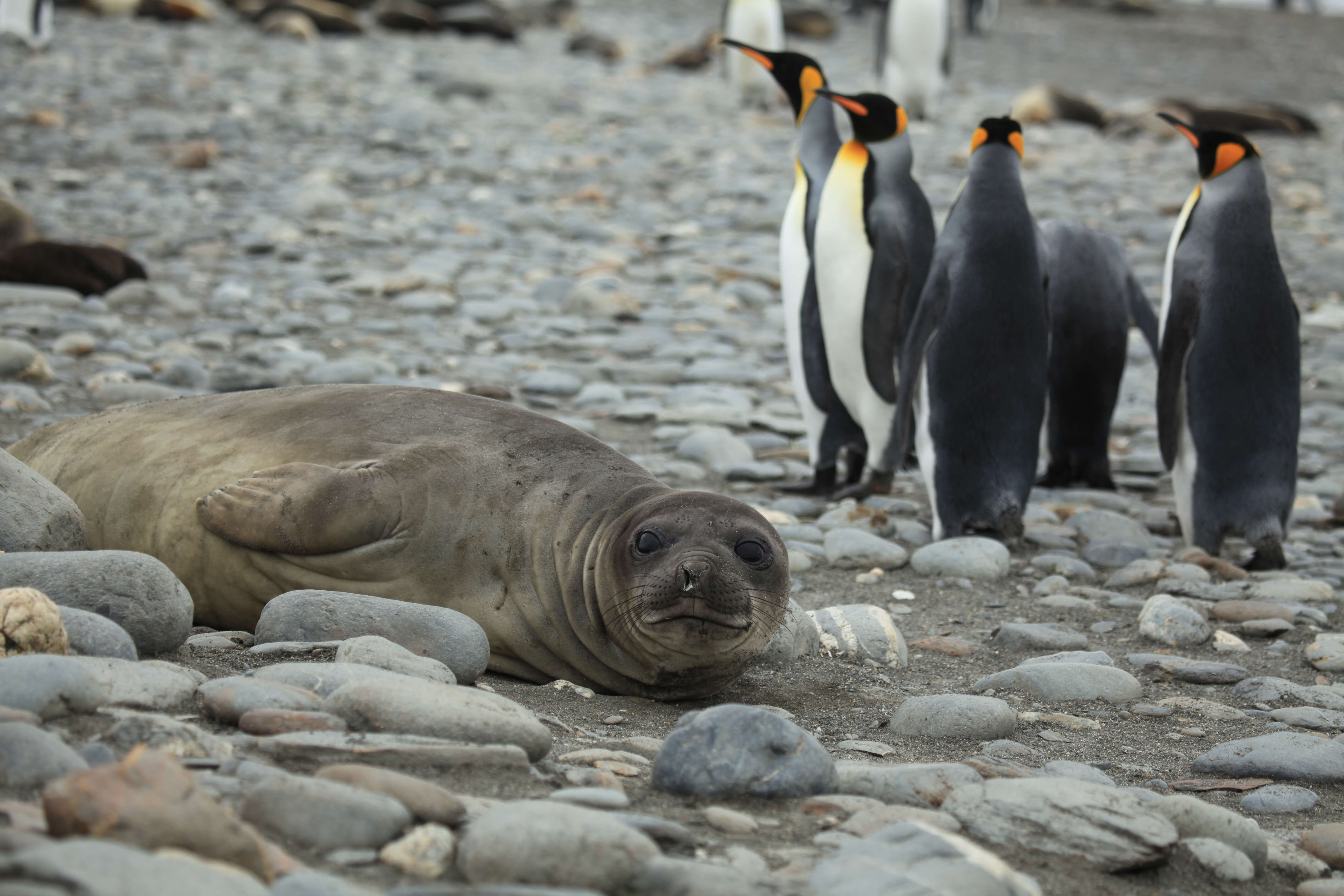 Image of South Atlantic Elephant-seal