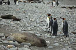 Image of South Atlantic Elephant-seal