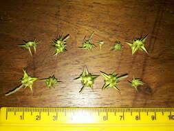 Image of Large-flowered devil-thorns,