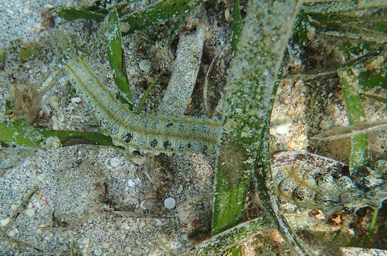 Image of Lion's Paw Sea Cucumber