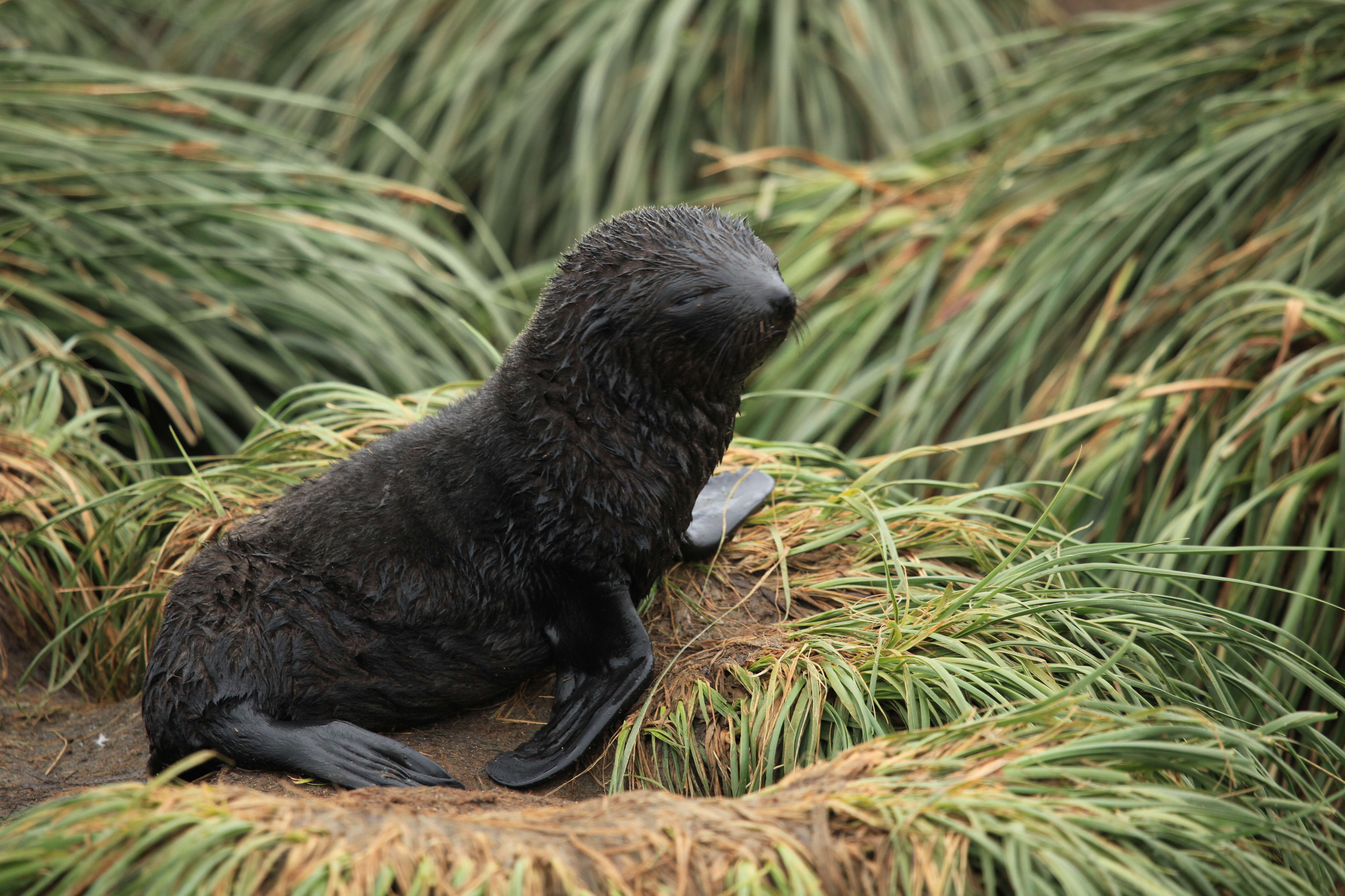 Image of Antarctic Fur Seal