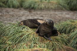 Image of Antarctic Fur Seal