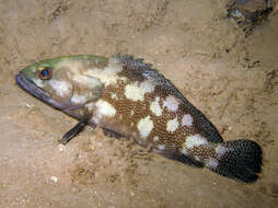 Image of Speckled-fin Rockcod