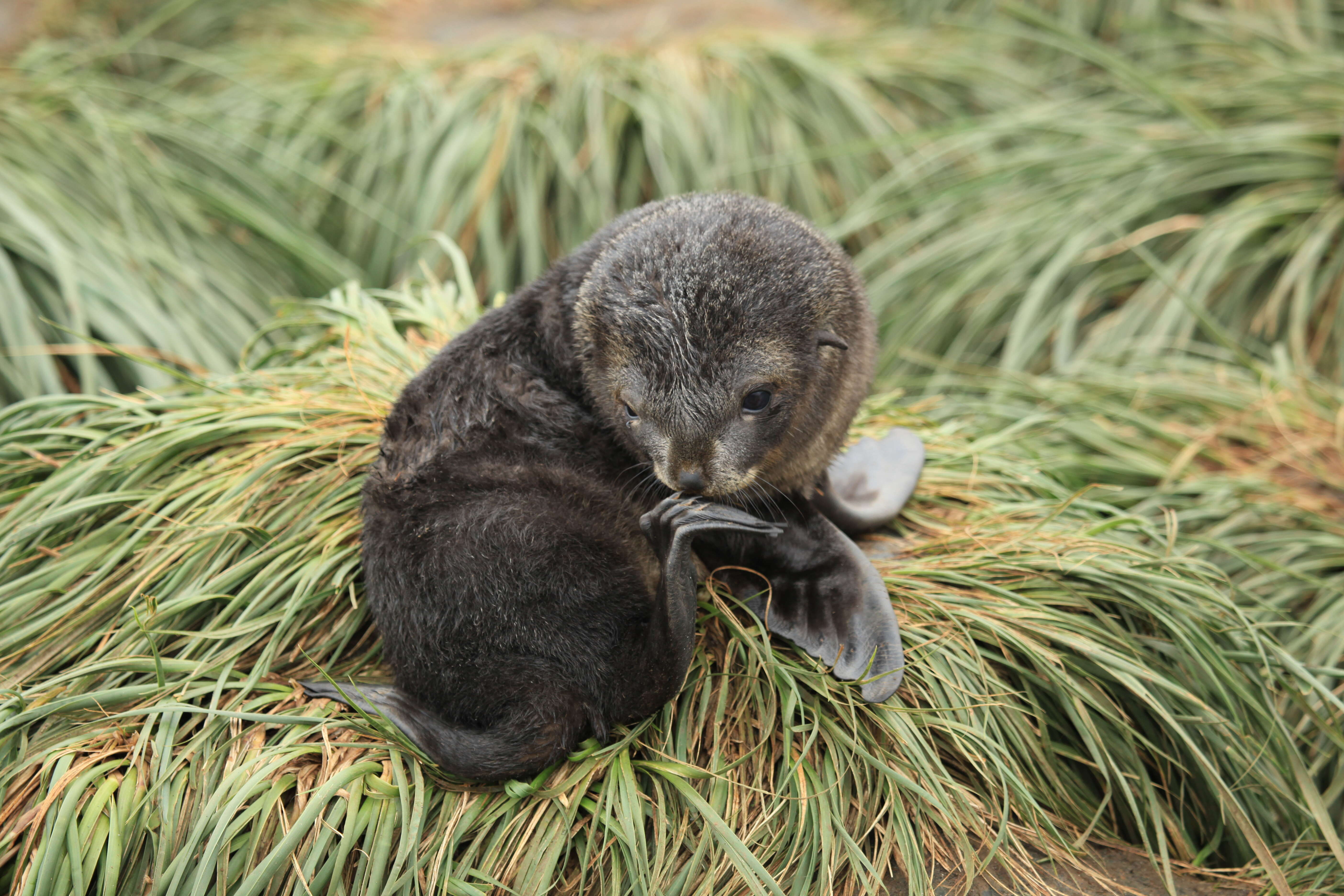 Image of Antarctic Fur Seal