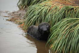 Image of Antarctic Fur Seal