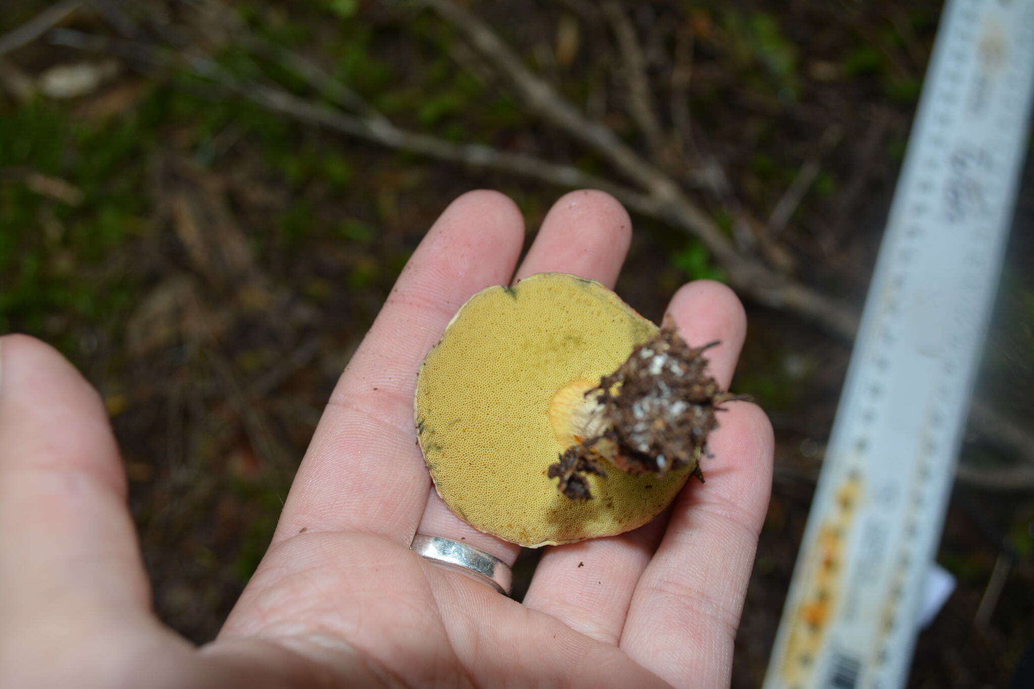 Image of Boletus leptospermi McNabb 1968