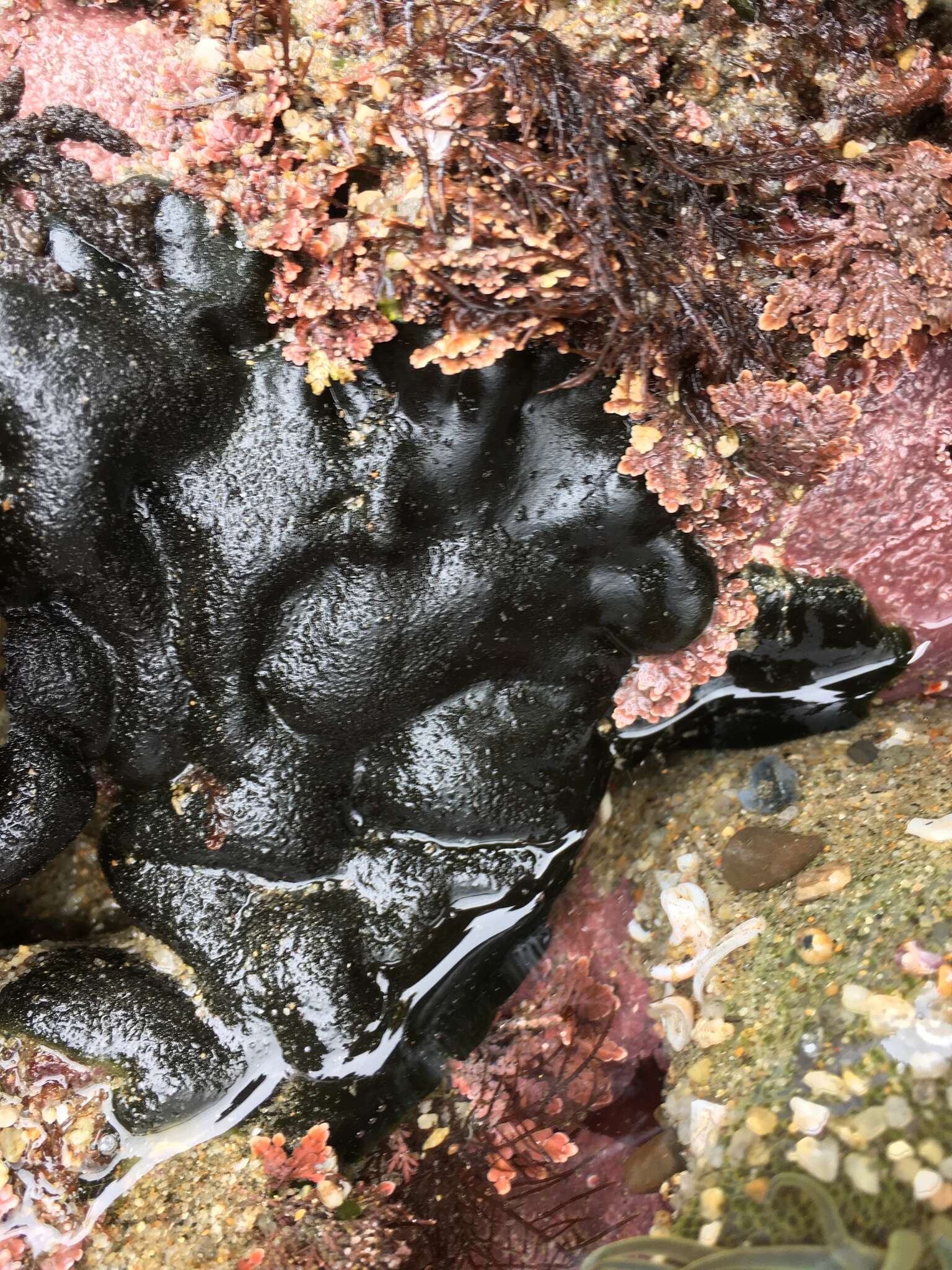 Image of Codium setchellii