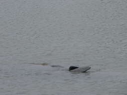 Image of manatees