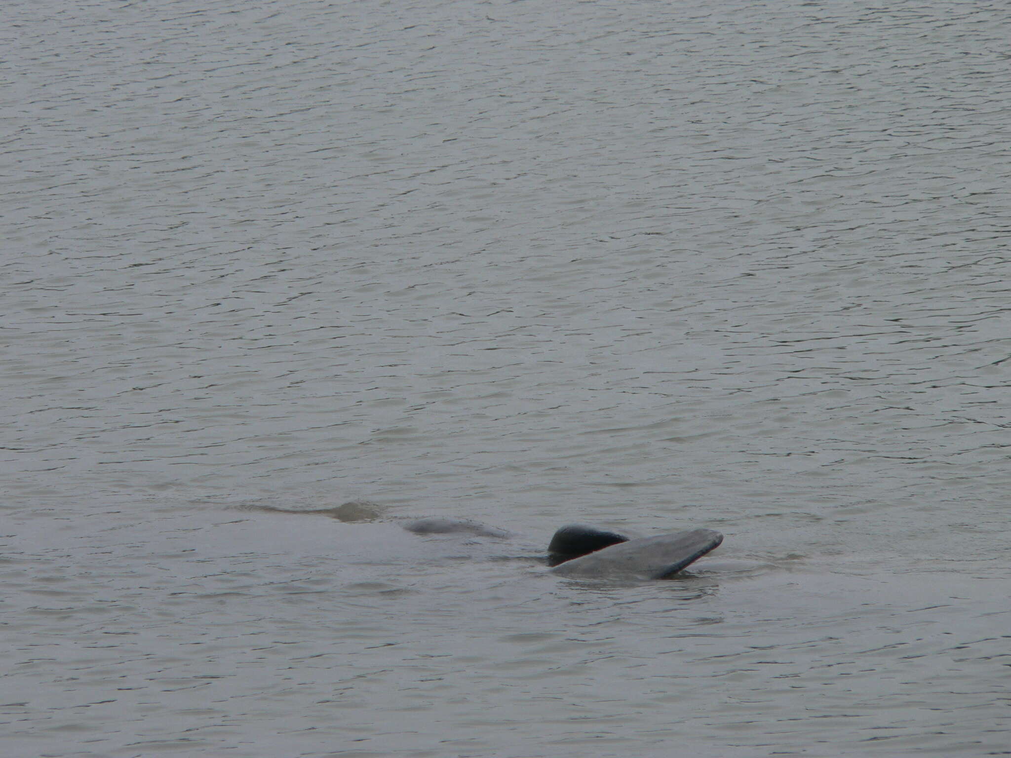 Image of manatees